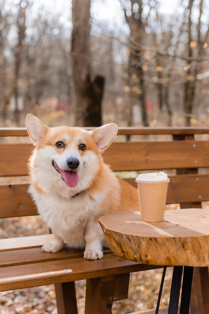 Leuke corgi-hond tijdens een wandeling in de herfst in een coffeeshop op de veranda die koffie drinkt dog friendly cafe