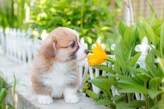 Leuke corgi-puppy die in een tuin zit