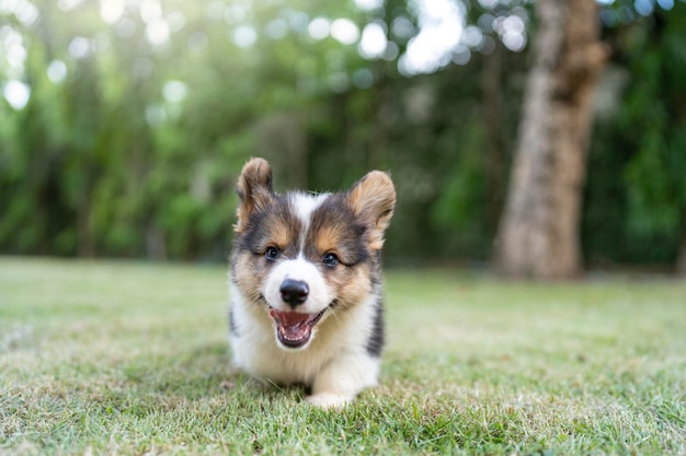 Leuke Corgi-puppy die op zonnige zomerdag in het park loopt