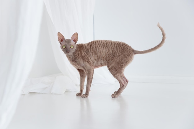 Leuke cornish rex kat op de witte vloer Banner