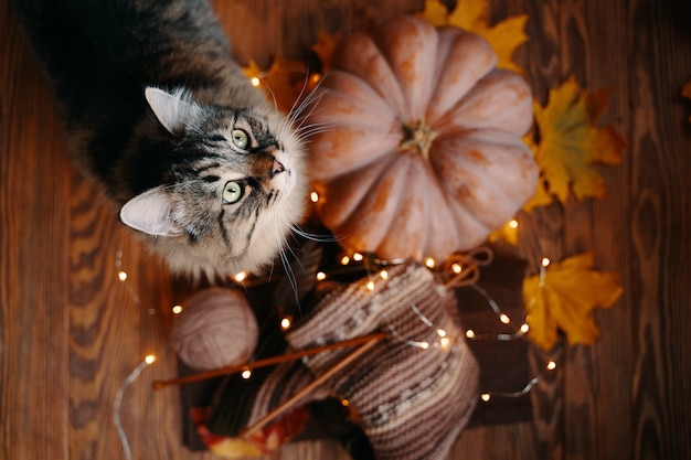 Leuke Cyperse kat met een rijpe pompoen op de houten vloer