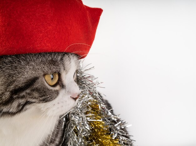 Foto leuke cyperse kat met kerstmuts geïsoleerd op een witte achtergrond