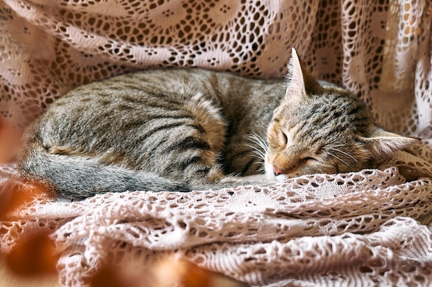 Leuke Cyperse kat slaapt op kanten beige deken Grappig huishuisdier Concept van ontspannen en gezellig welzijn Zoete droom