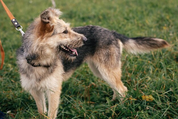 Foto leuke dakloze pluizige hond wandelen en spelen in groen zomerpark adoptie concept dieren redden schattige hond met lieve emoties en grappige glimlach wandelen in gras