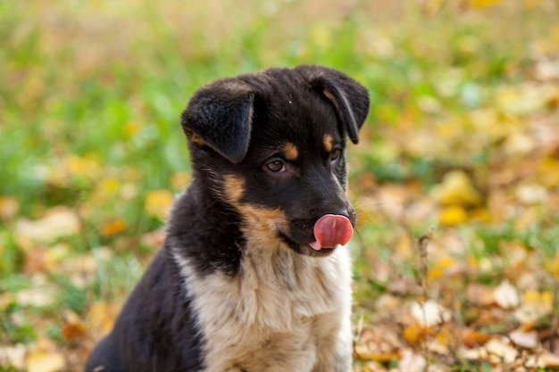 Leuke dakloze puppy die in de gele bladeren speelt