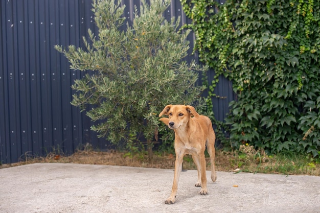 Leuke dakloze puppy van rode kleur staat in de buurt van een hek met planten