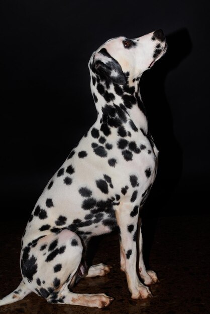 Foto leuke dalmatische puppy met houding en aandachtige blik