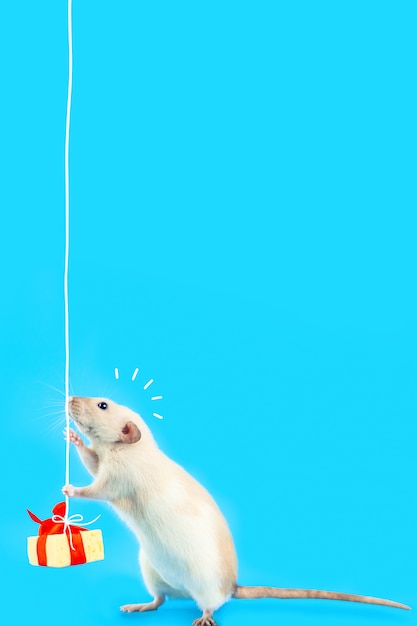 Leuke decoratieve rat met kaasgift en rode boog op een blauwe achtergrond