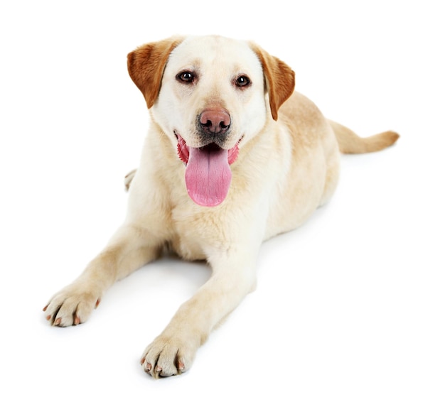 Leuke die hond op witte achtergrond wordt geïsoleerd