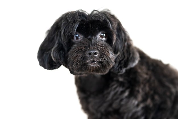 Leuke die hond op witte achtergrond wordt geïsoleerd