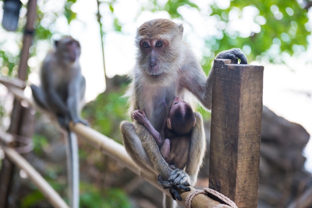 Leuke dierenfamilie. Makaak aap zittend op bamboe leuning en houdt haar baby vast