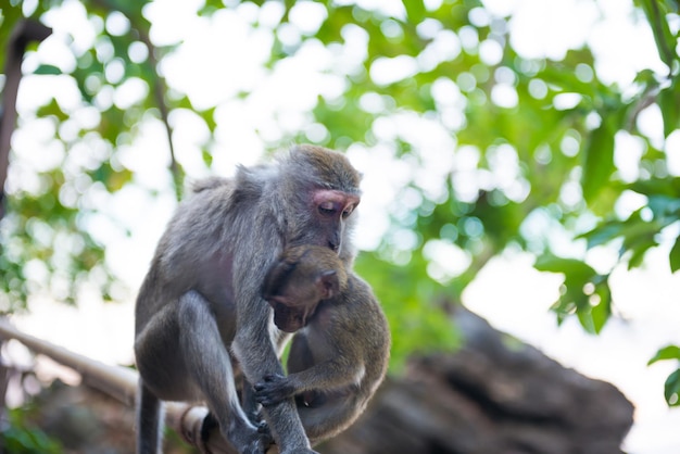 Leuke dierenfamilie. Makaak aap zittend op bamboe leuning en houdt haar baby vast