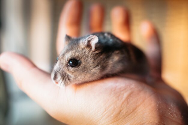 Foto leuke djungarian hamster sprue saffier