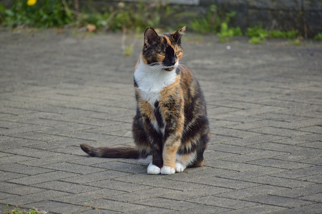 Leuke driekleurige lapjeskat zittend op de grond