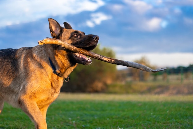 Leuke Duitse herdershond die met een stok op het gras speelt