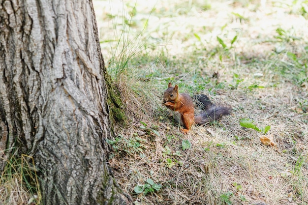 Leuke eekhoorn op boom die de zomerscène bekijkt