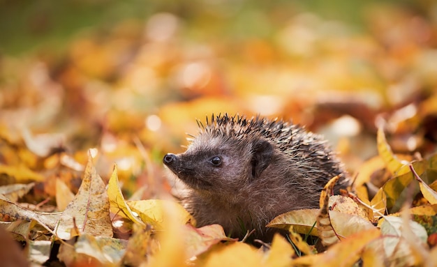 Leuke egel in gele bladeren in het bos in de herfst