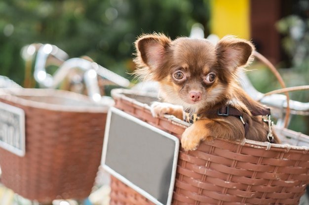 Leuke en chihuahuahondzitting in fietsmand.