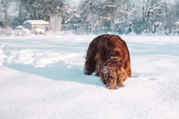 Leuke en grappige Ierse setter hond die speelt en springt in de sneeuw gelukkige hond die plezier heeft met sneeuwvlokken