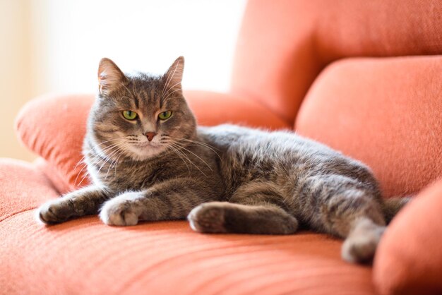 Leuke en grappige uitdrukking van mijn kat mooie fotoserie voor huisdieren