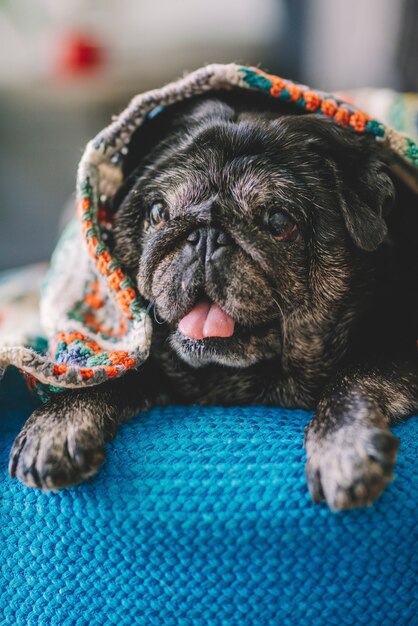 Leuke en grappige zwarte pld-pug-hond met kleurrijke deken op zijn hoofd kan thuis ontspannen op een blauwe bank. Beste vriend dier concept levensstijl binnen