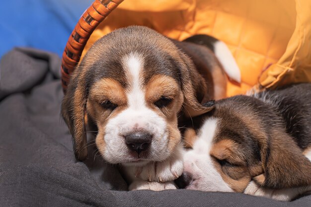 Leuke en lieve beagle-puppy's, huisdieren. Gezonde slaap beagle.