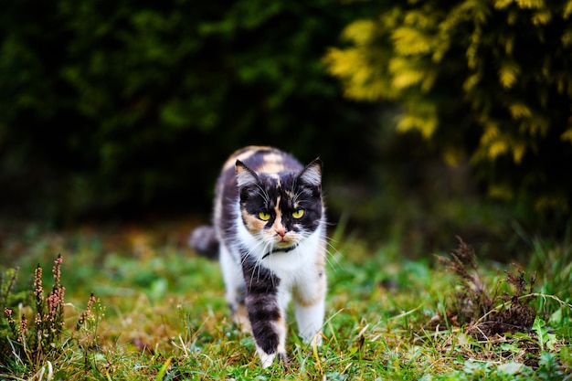 Foto leuke en pluizige kat heel speels met gele ogen