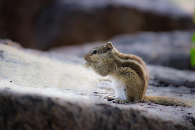 Foto leuke en schattige eekhoorn op de rots