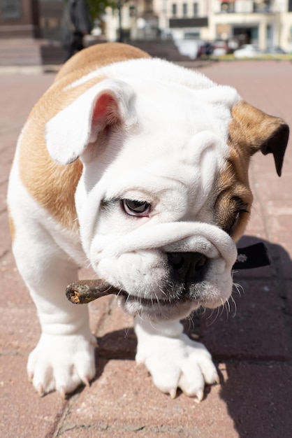 Leuke Engelse bulldog puppy Portret Huisdieren Een volbloed hond