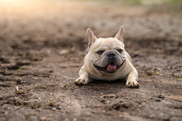 Leuke Franse buldog die op droge gebarsten grond bij vijver in de zomer ligt.