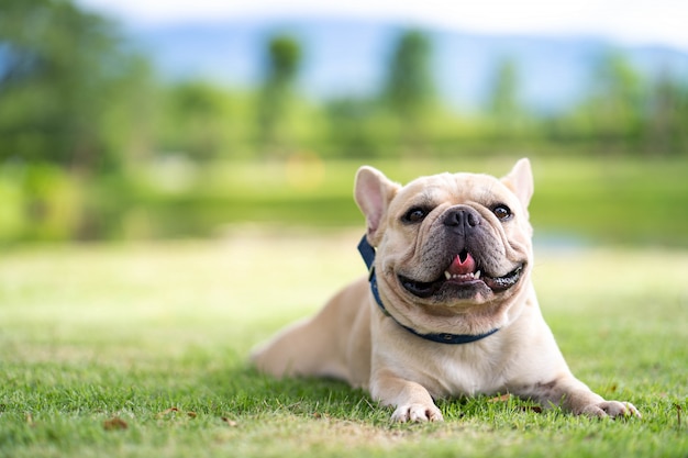 Leuke franse buldog die op gras in park ligt