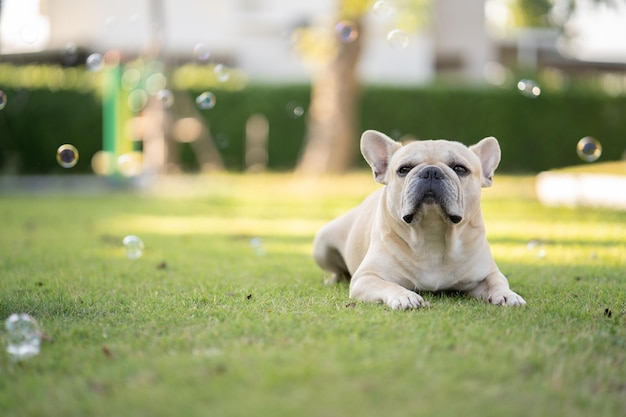 Leuke franse buldog op een weide met zeepbellen