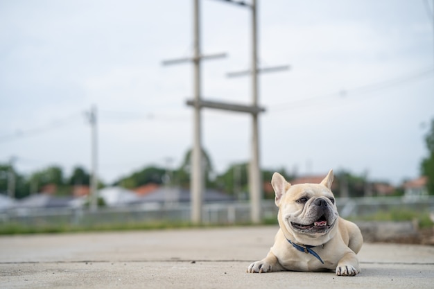 Leuke Franse bulldog die buiten in het dorp ligt