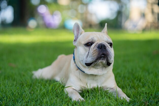 Leuke Franse bulldog zittend in de tuin