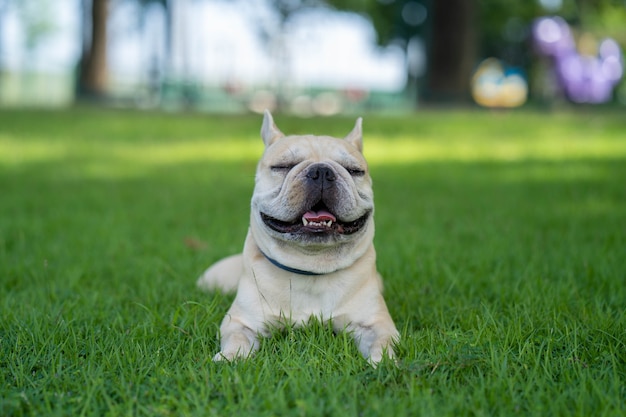 Leuke Franse bulldog zittend in de tuin