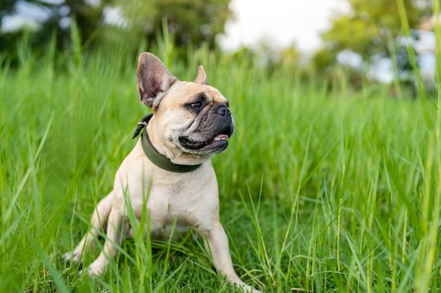 Leuke Franse bulldog zittend op grasveld in de zomer.