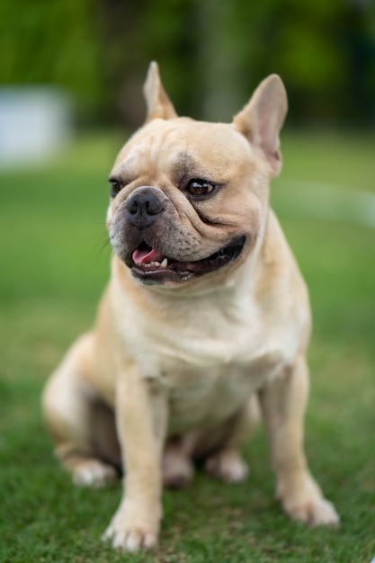 Leuke Franse bulldog