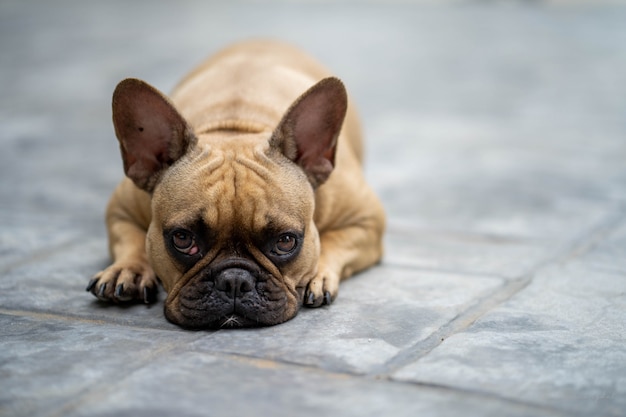 Leuke Franse bulldog