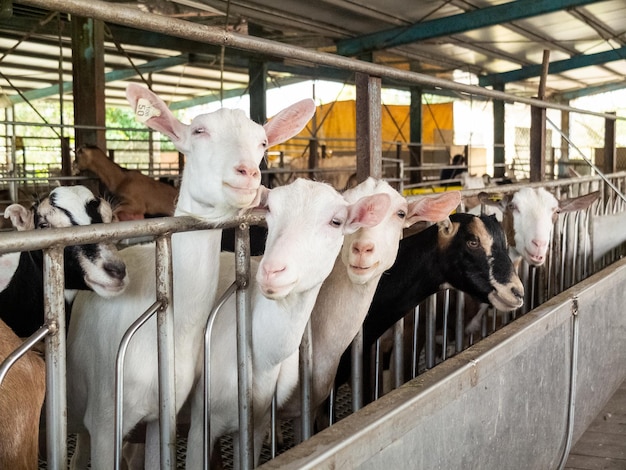 Foto leuke geiten op de boerderij in yilan