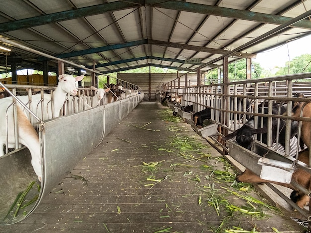 Foto leuke geiten op de boerderij in yilan