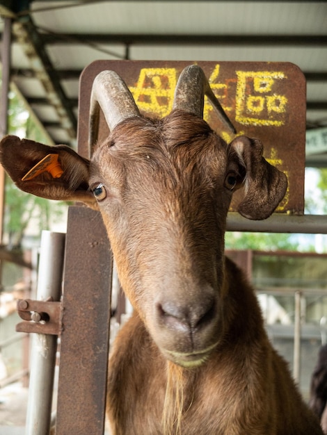 Foto leuke geiten op de boerderij in yilan