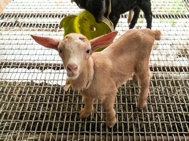 Foto leuke geiten op de boerderij in yilan