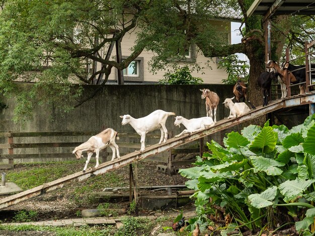 Foto leuke geiten op de boerderij in yilan