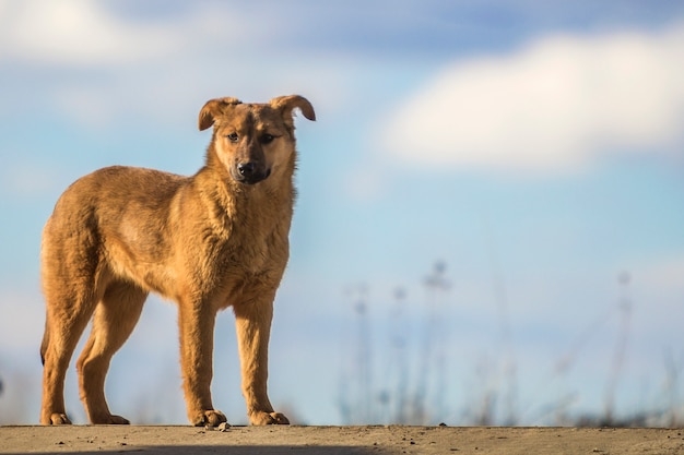 Leuke gele hond die zich tegen blauwe hemel bevindt