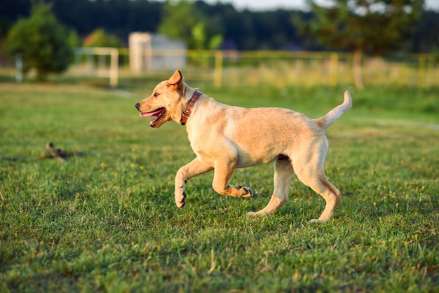 Leuke gelukkige puppylabrador die op het gazon bij zonsondergang of zonsopgang loopt