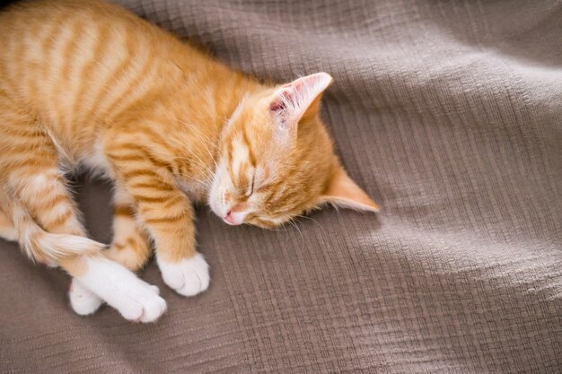 Leuke gemberkat die in bed ligt. Het pluizige huisdier staart nieuwsgierig. Verdwaalde kitten slapen op bed. Hoge kwaliteit foto