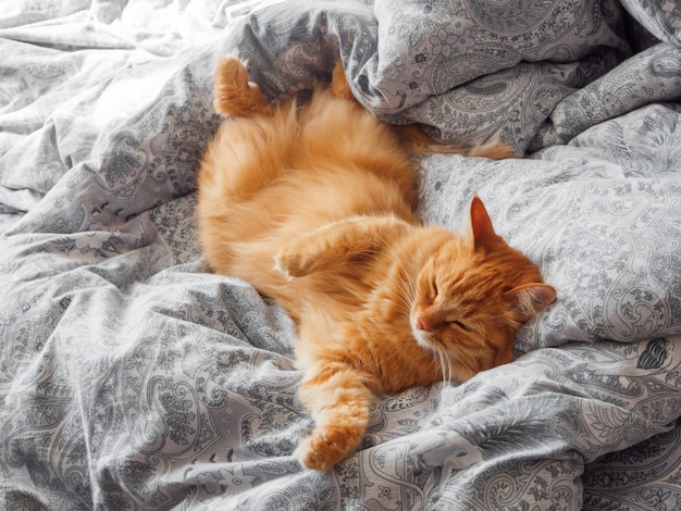 Leuke gemberkat die op bed ligt.