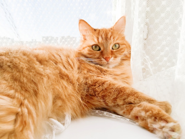 Leuke gemberkat die op vensterbank liggen met het gordijn van tulle. pluizig huisdier staart nieuwsgierig. zonnige dag in gezellig huis.