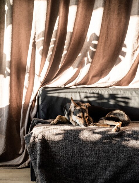 Leuke gemengde rassenhond die op een laag slapen, harde bladschaduwen op het gordijn. Woonkamer. Bruine en grijze kleuren