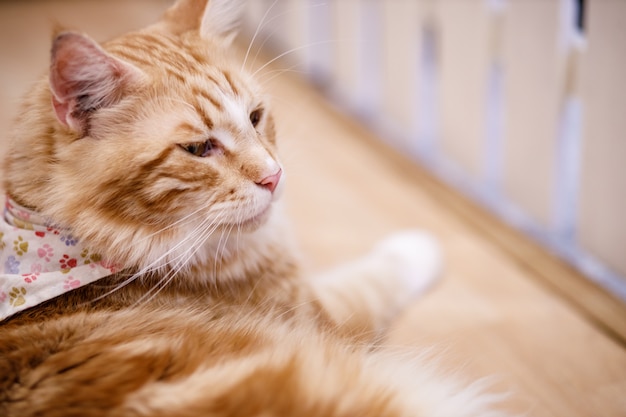 Leuke gestreepte katkat met gele ogen en lange snorharen. Close-up portret van een mooie kat. Ontspannen huiskat thuis.